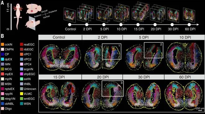 全球首个脑再生时空图谱研究成果登上《科学》封面：脑再生或成为现实！