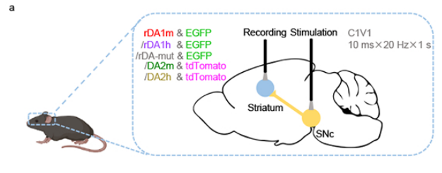 iGEM暑期文献分享（3）——用于监测体内多巴胺活性的下一代 GRAB 传感器