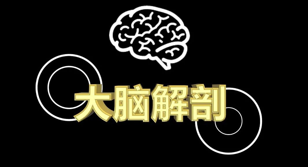 解剖猪脑，向初中生讲脑科学，上海星河湾双语学校的00后们太能“搞脑子”了！