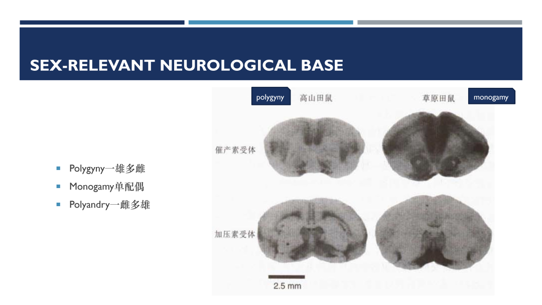 北京市十一学校：基于社团管理的脑科学教育