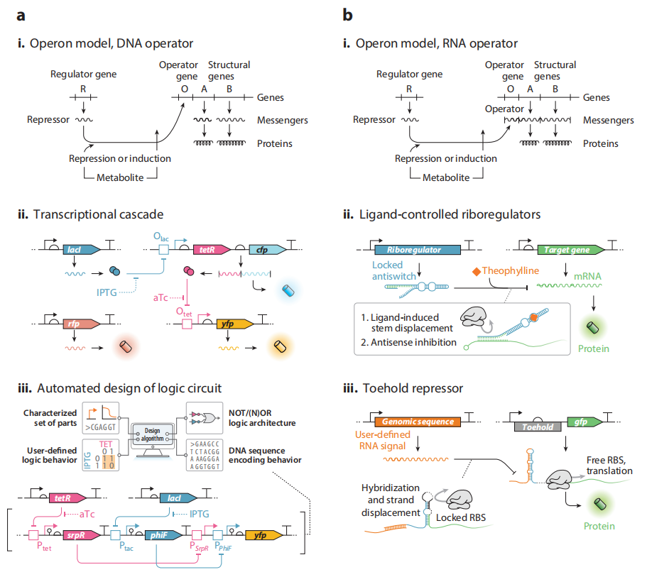 文献分享——Synthetic Biology Within the Operon Model and Beyond（1）