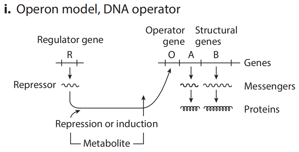 文献分享——Synthetic Biology Within the Operon Model and Beyond（1）