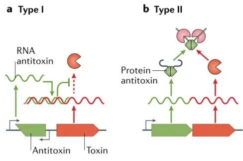 文献分享——Biology and evolution of bacterial toxin-antitoxin systems
