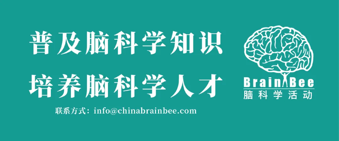 2024年Brain Bee脑科学活动落幕！脑海无边，探索无止境！